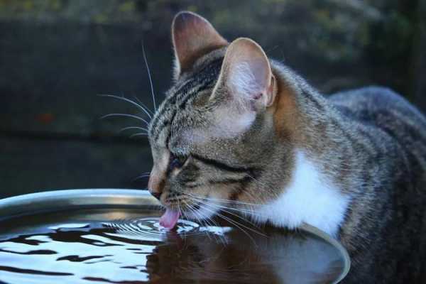 小猫发烧喂开水有用吗（猫咪发烧可以喝水吗）
