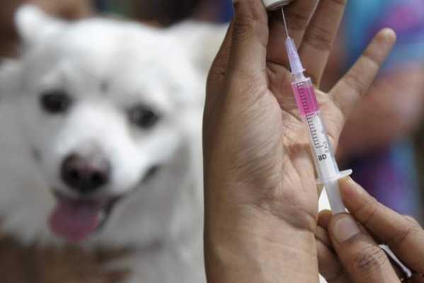 狗咬几年打疫苗有用吗（狗咬几年打疫苗有用吗知乎）