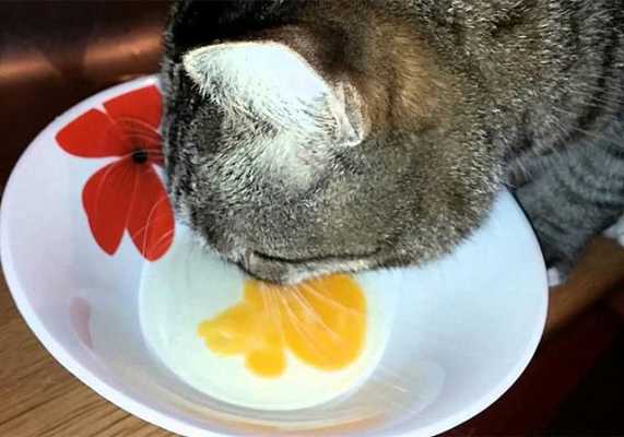 猫中毒吃蛋清有用吗（猫中毒吃蛋清有用吗视频）