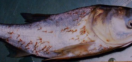 高锰酸钾对鱼肠炎有用吗（高锰酸钾对鱼有什么好处）