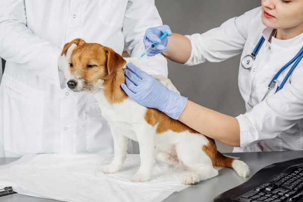 狗打狂犬疫苗有用吗（狗打狂犬疫苗有用吗）
